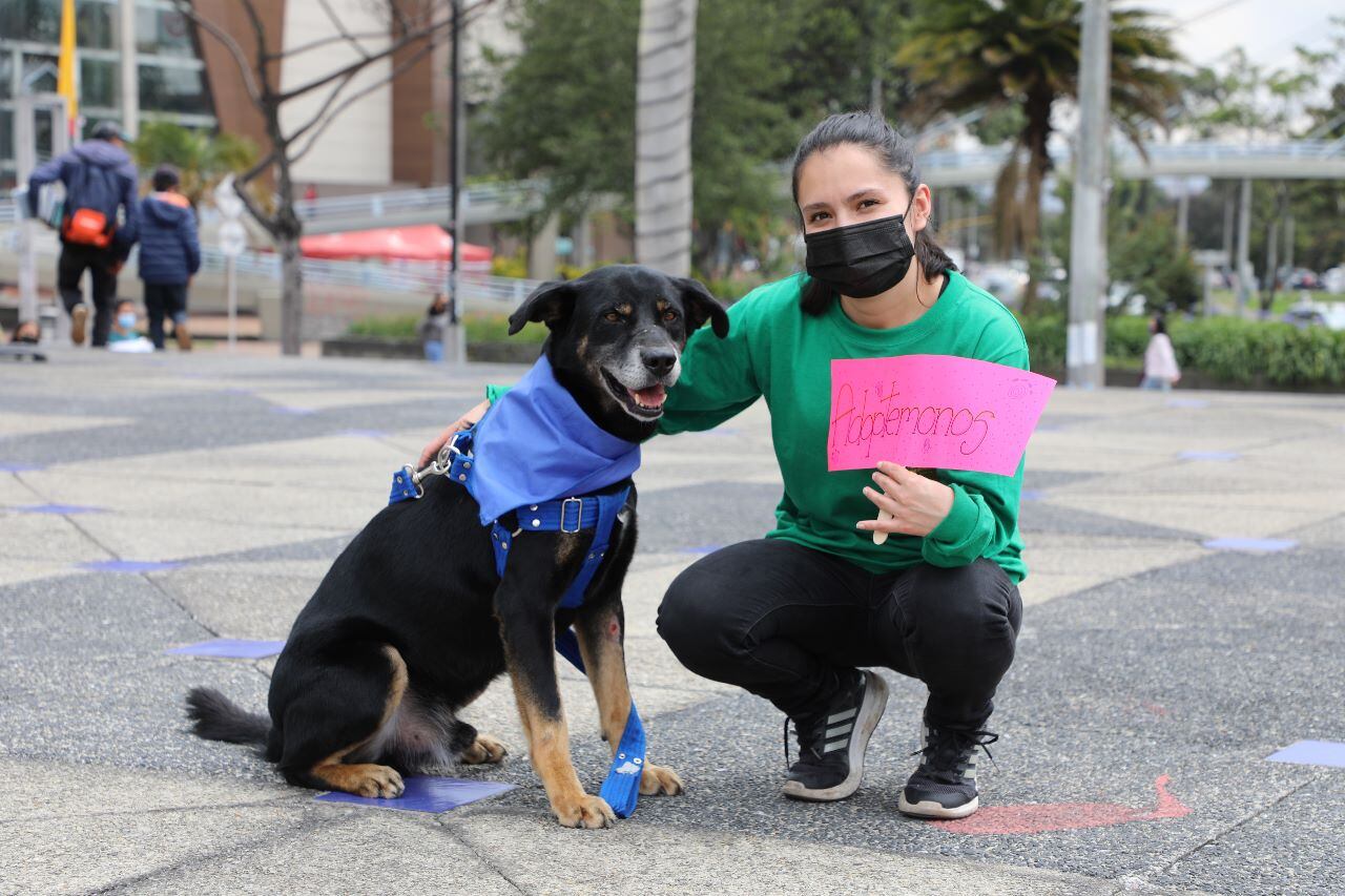 Durante 5 fechas habrá jornada de adopciones en Bogotá en abril.