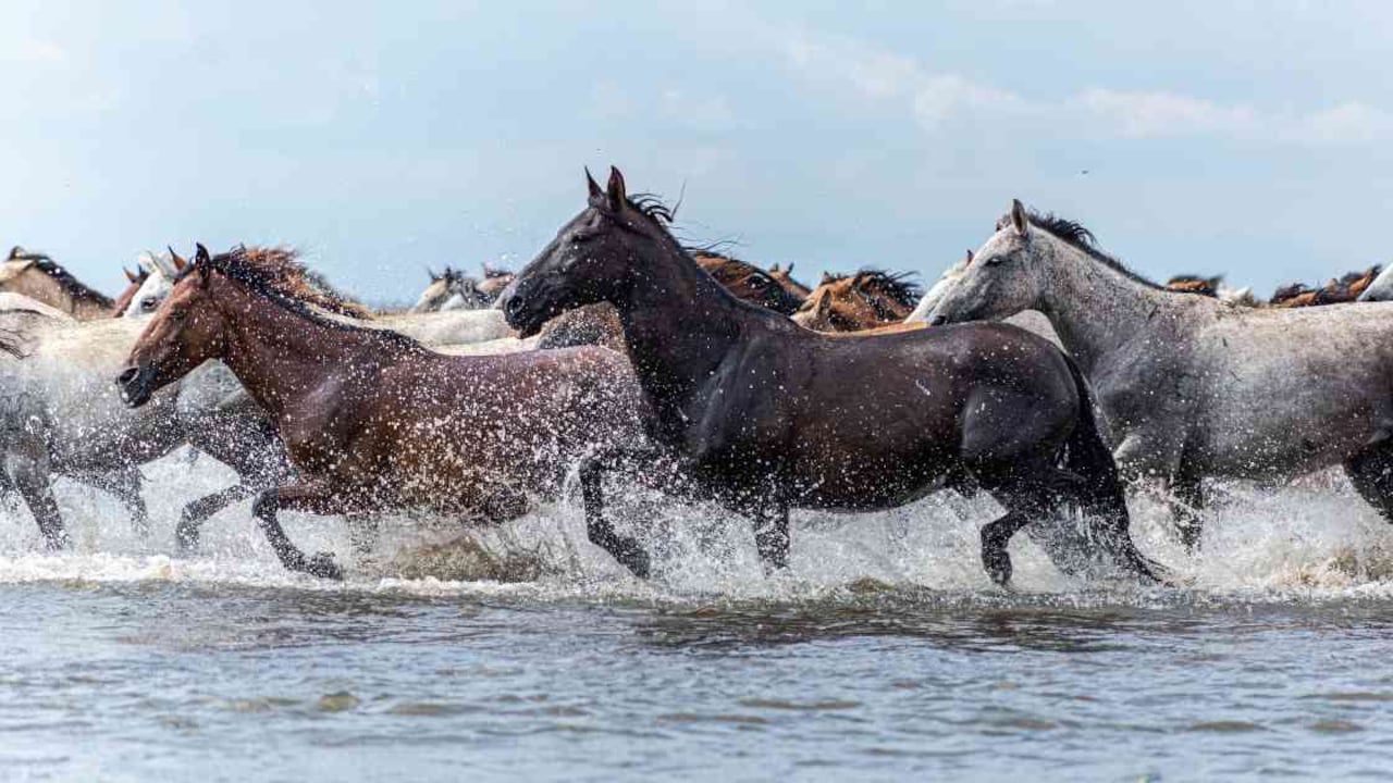 Los caballos salvajes, también conocidos como ‘caballos cerreros o criollos’, viven en los amplias sabanas de los Llanos Orientales. Foto: Yamid Calderón.