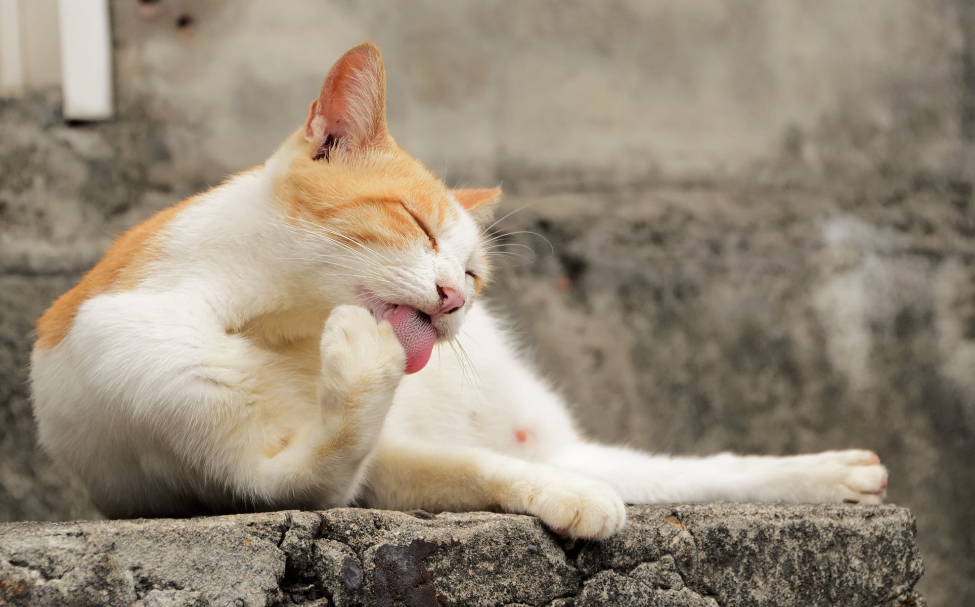 Los gatos se acicalan con su lengua para estar siempre limpios.
