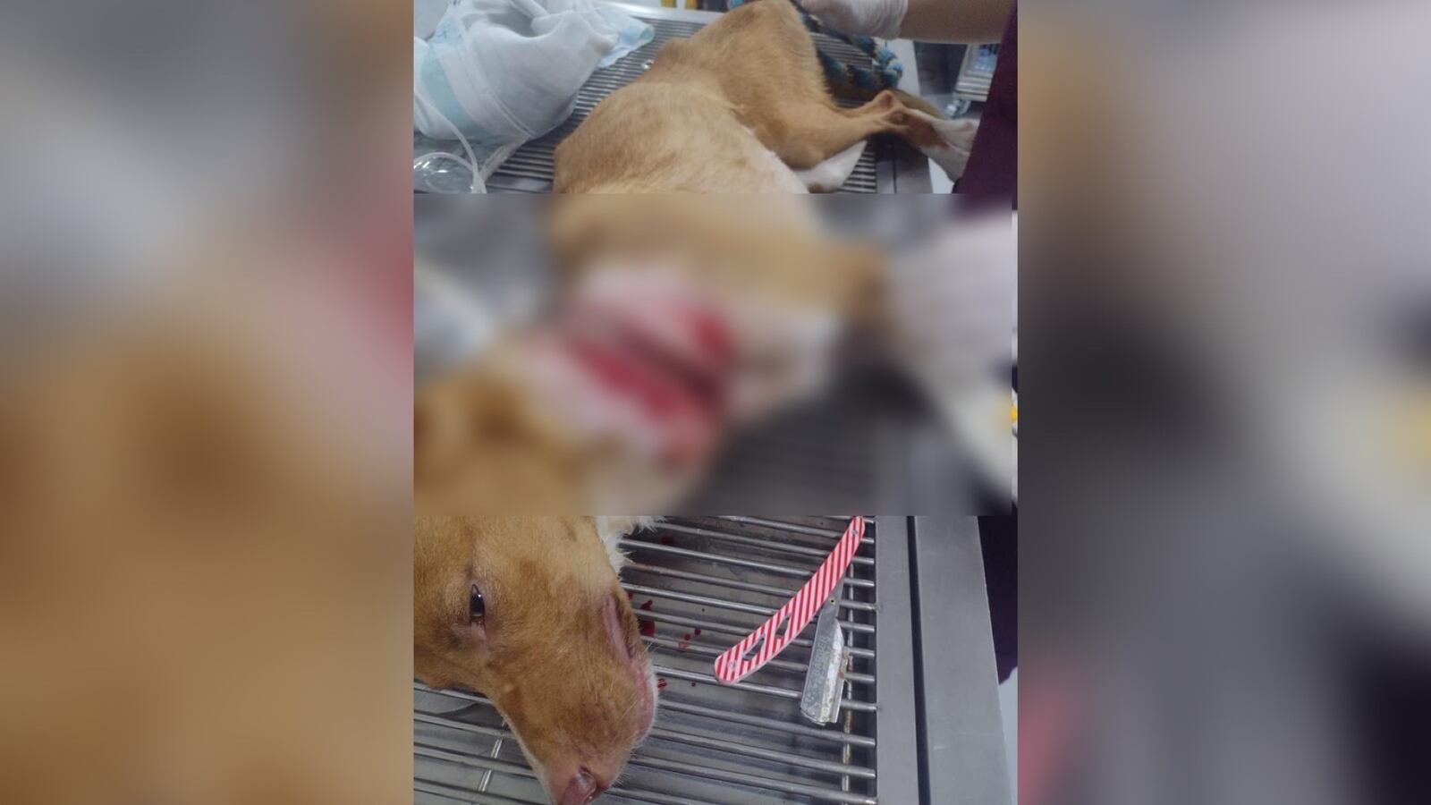 Estas son las tremendas heridas sufridas por Rocky.