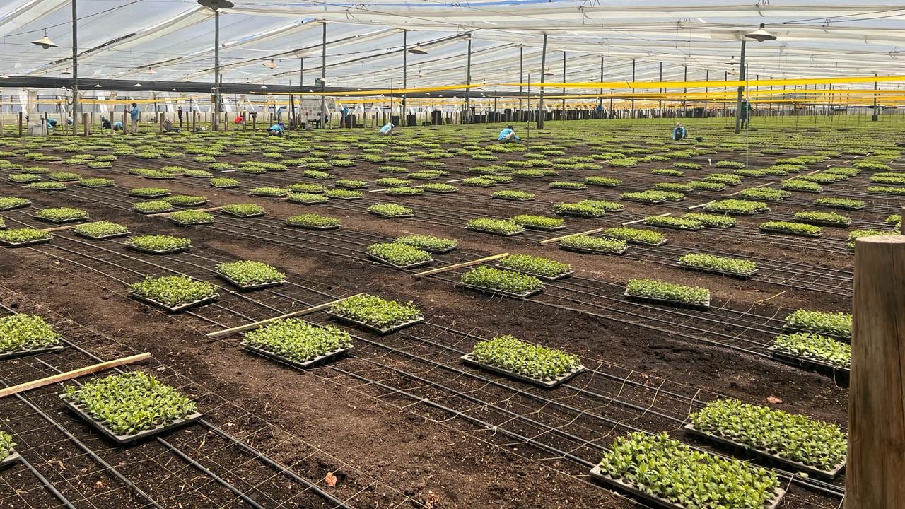 Las flores colombianas siguen siendo protagonistas en fechas como San Valentín y Día de la Madre.