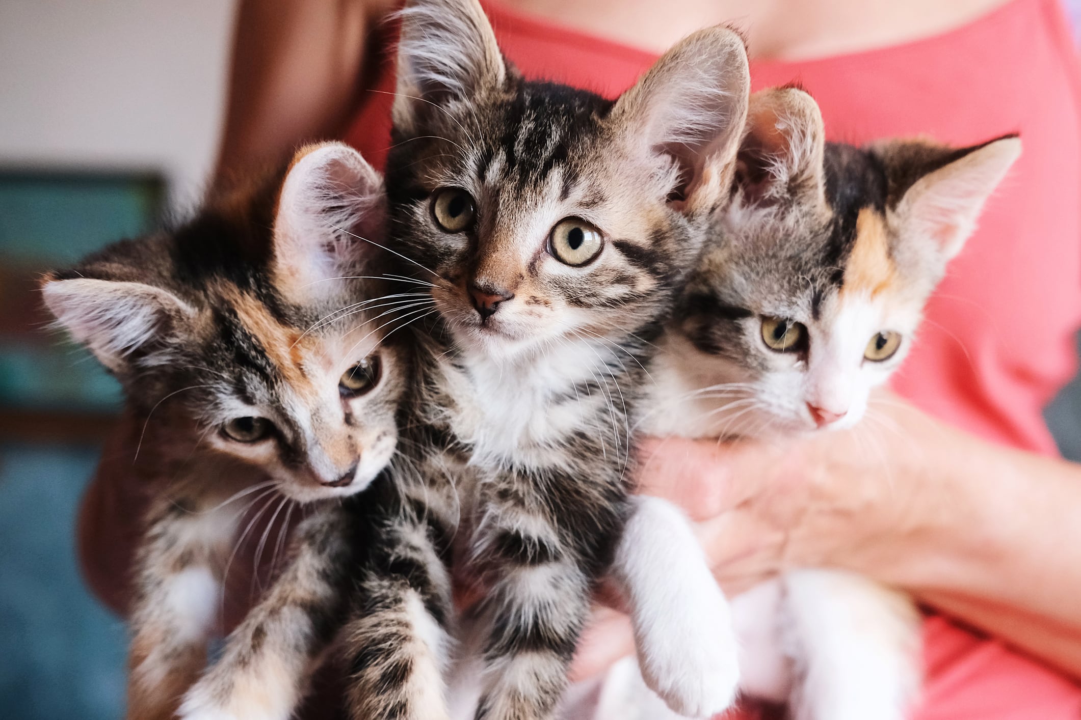 Gatos