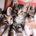 Gatos