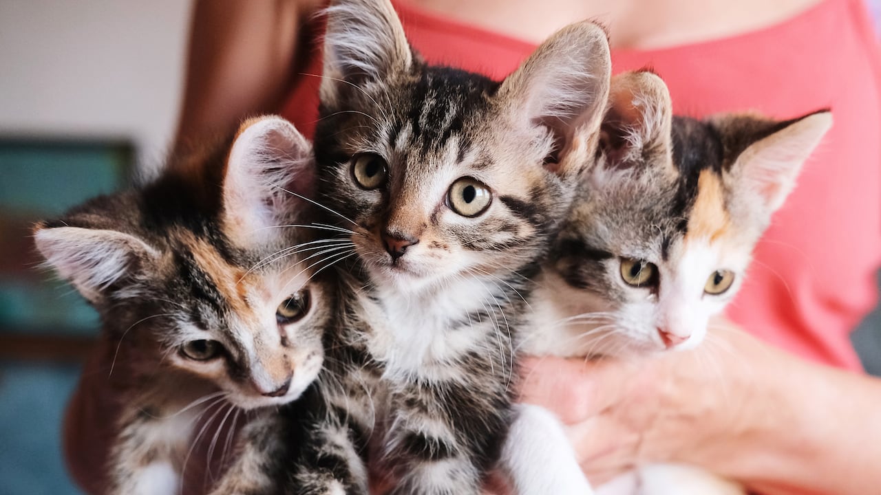 Bogotá abre nuevas jornadas para adopción de mascotas en el mes de la madre.