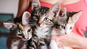 Gatos