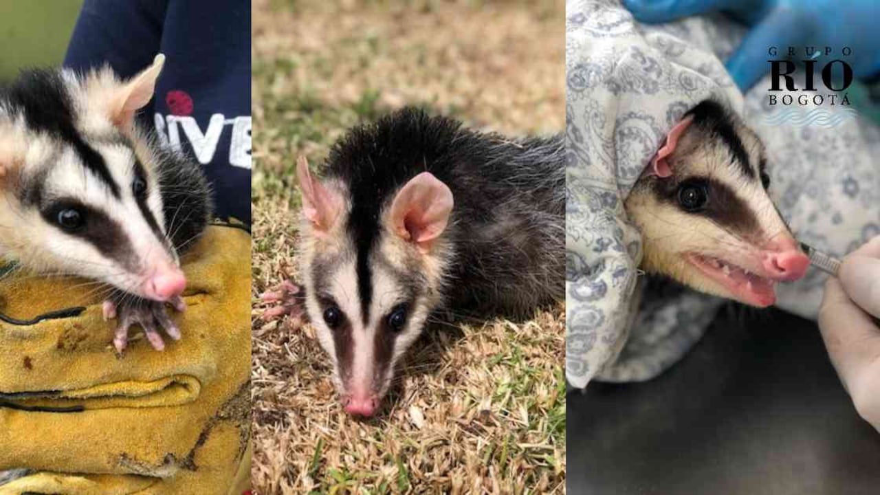 Las zarigüeyas son confundidas con roedores, razón por la cual reciben toda clase de maltratos. Fotos: IDPYBA.