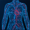 El sistema circulatorio es el encargado de trasporta sangre oxigenada a todo el cuerpo. Foto: Getty Images.