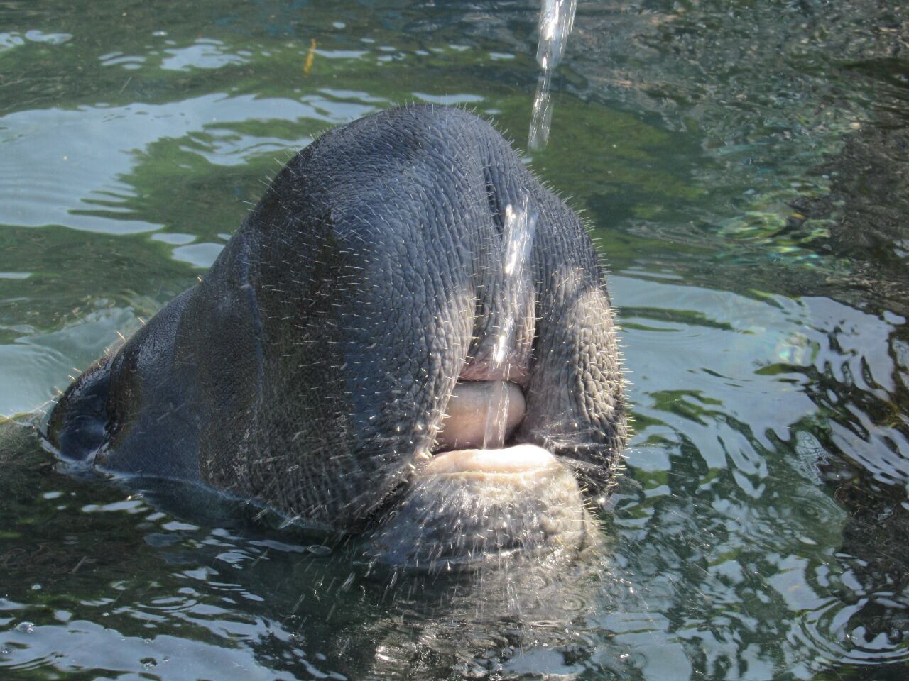 Colombia tiene en su territorio dos de las tres especies de manatíes que existen en el mundo.