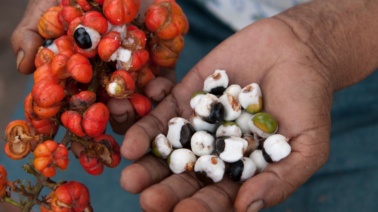 La fruta que reemplaza al café.
