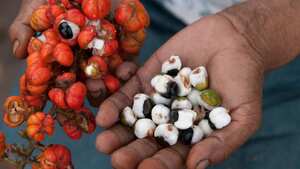 La fruta que reemplaza al café.