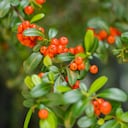 Planta Pingüica, también conocida como ayuba de México o pindicu. Getty Images.