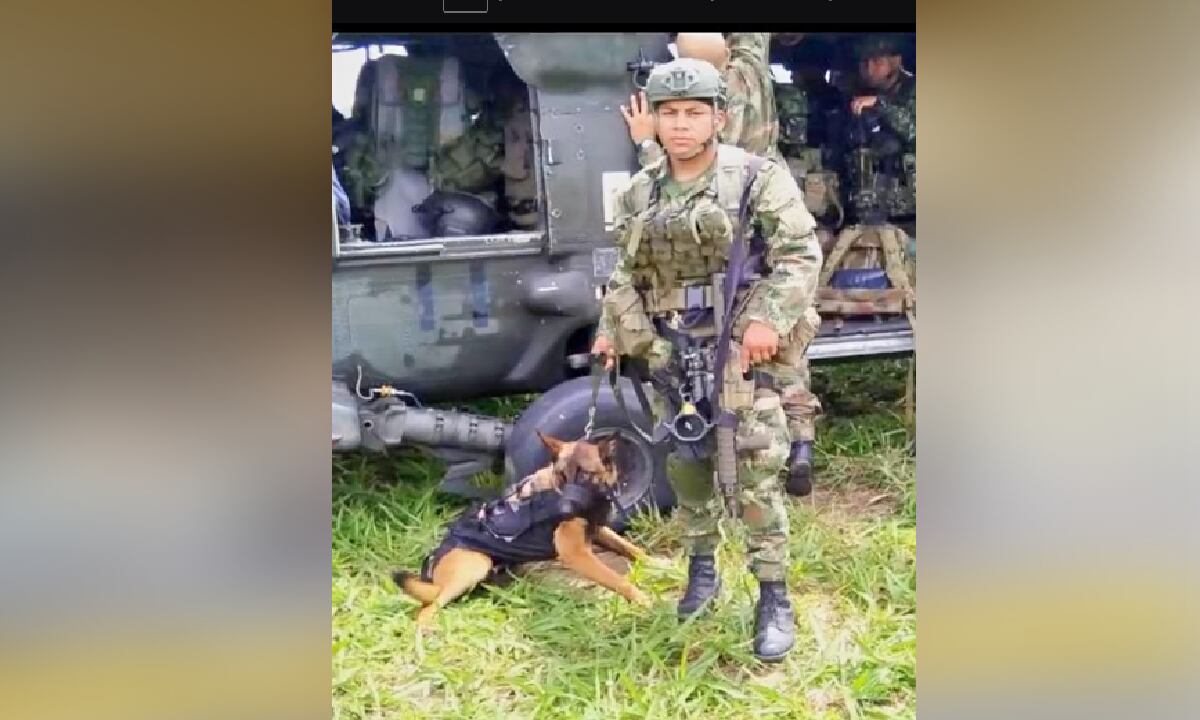 Según los entrenadores caninos de la Defensa Civil, el perro tendría cerca de un año y medio de edad, y no estaría con su proceso de entrenamiento finalizado (a su parecer).