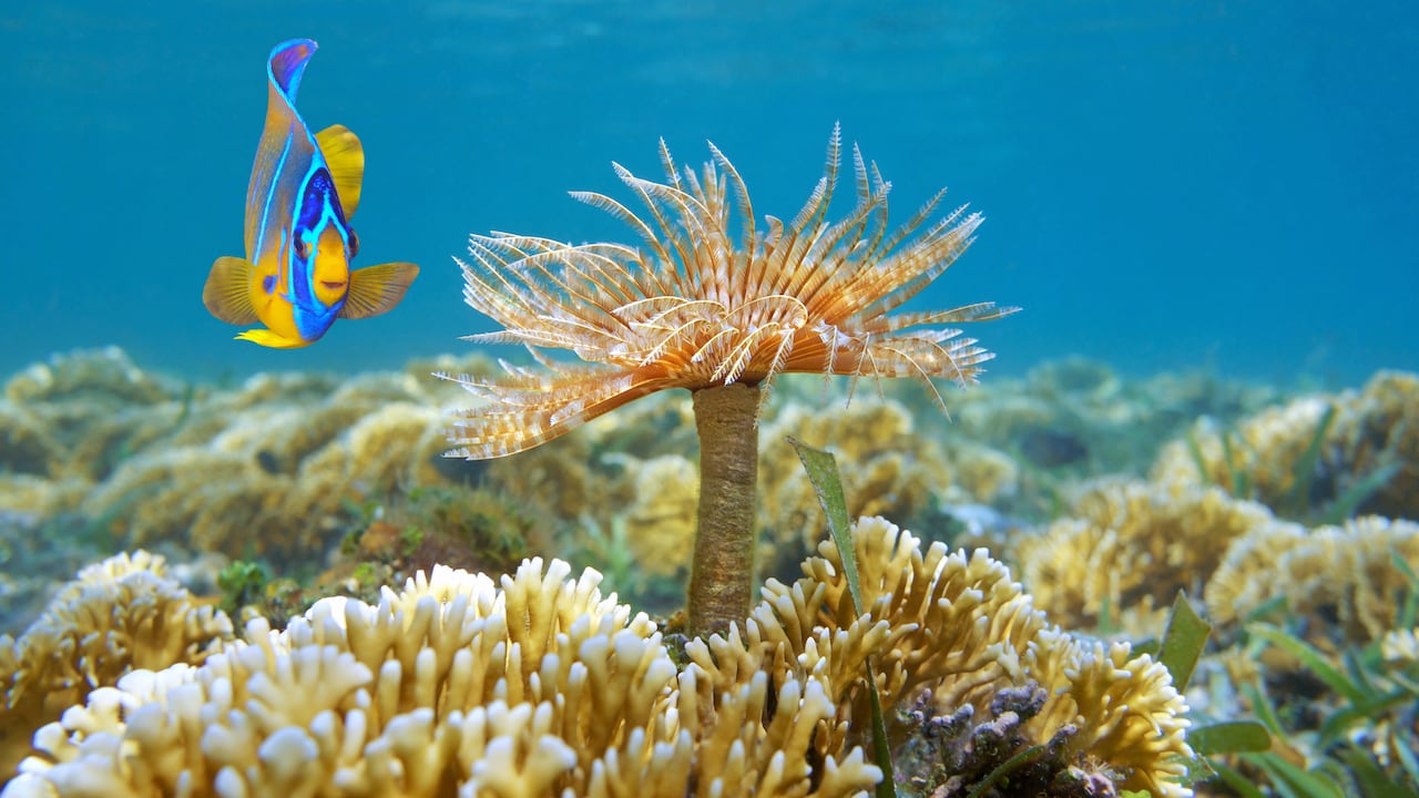 Más de 2.574 peces marinos, 1.192 moluscos, 641 crustáceos, 619 especies de macroalgas y 2.860 kilómetros cuadrados de arrecifes coralinos hacen parte de la biodiversidad marina del país. El 77 por ciento de estos últimos se encuentra en la Reserva Biósfera Seaflower, en el archipiélago de San Andrés, Providencia y Santa Catalina. En el mar Caribe, además, está el primer Parque Nacional Natural Submarino de Corales Profundos de Colombia, que cuenta con más de 140.000 hectáreas y es hogar de 115 especies de invertebrados y 19 especies de corales escleractinios. Foto: Getty Images/iStockphoto