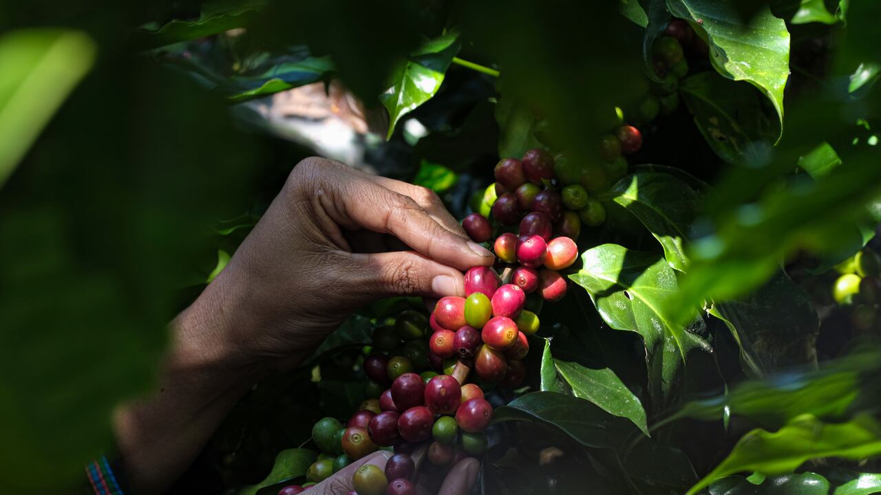 Café huilense en un referente en el mundo.