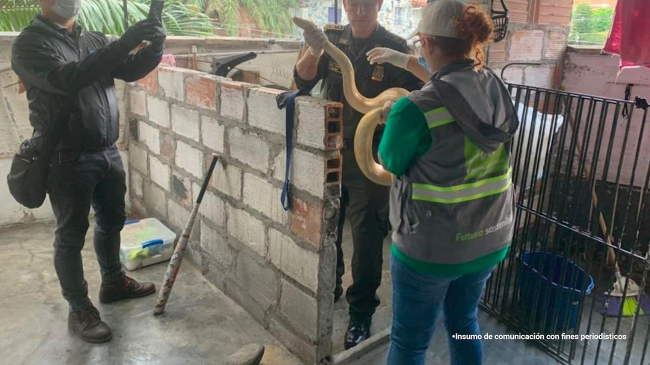 La persona acusada tuvo en cautiverio durante al menos dos años a varios animales silvestres y exóticos.