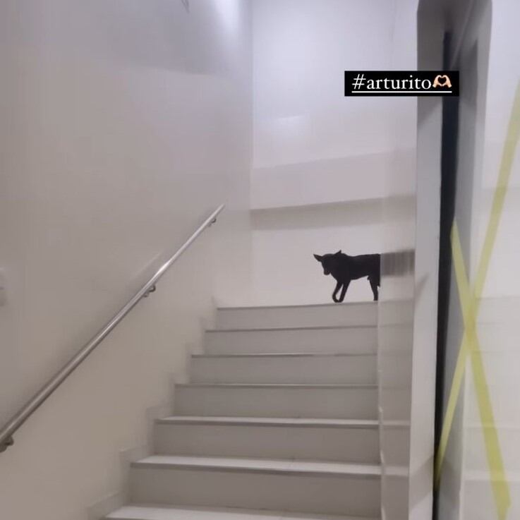 Caso de maltrato animal en Cartagena