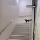 Caso de maltrato animal en Cartagena