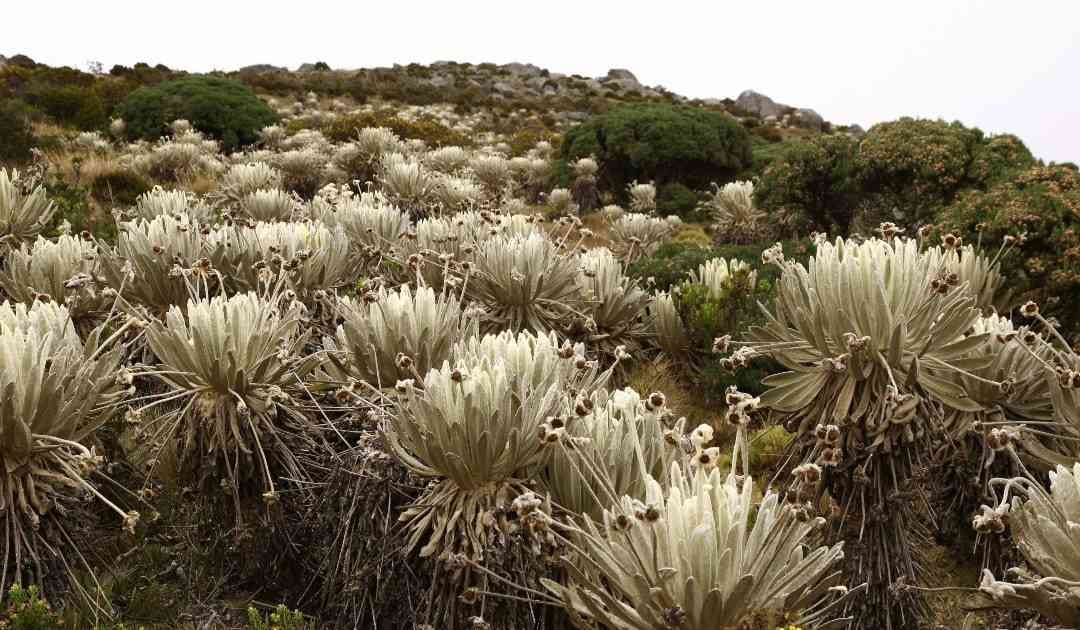 Santurbán es uno de los más importantes complejos de páramos en el país . Foto: Guillermo Torres/Semana. 