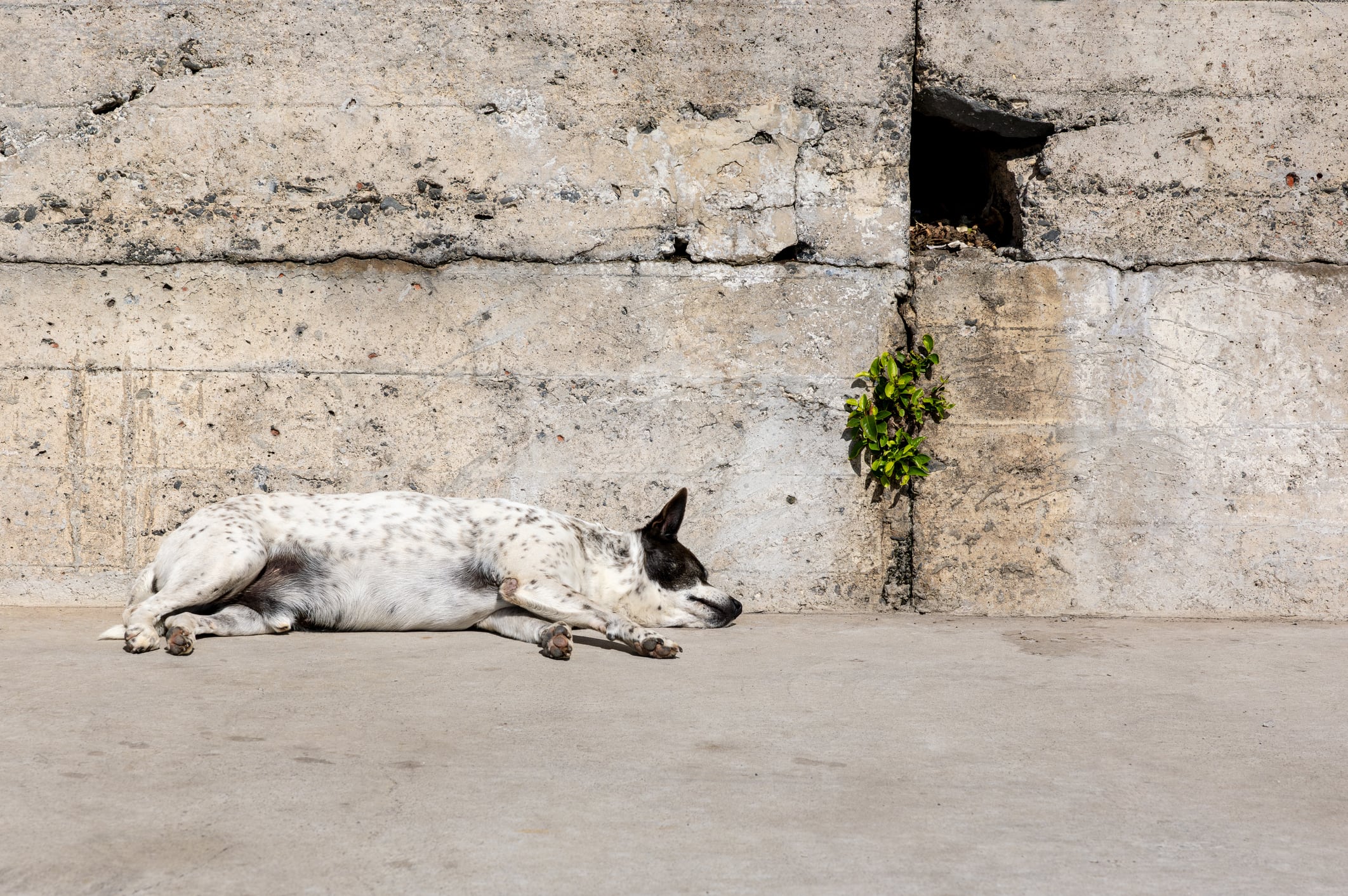 La iniciativa busca frenar la sobrepoblación canina mediante jornadas médicas y procesos de cuidado continuo.