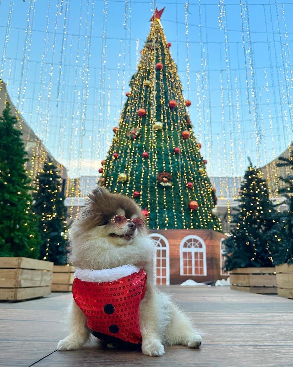 Bentley, el perro sensación de las redes