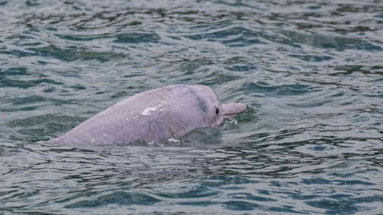 La población de los delfines rosados en este lugar en los últimos 15 años ha disminuido entre un 70 y 80 por ciento. Foto: May Jame - AFP