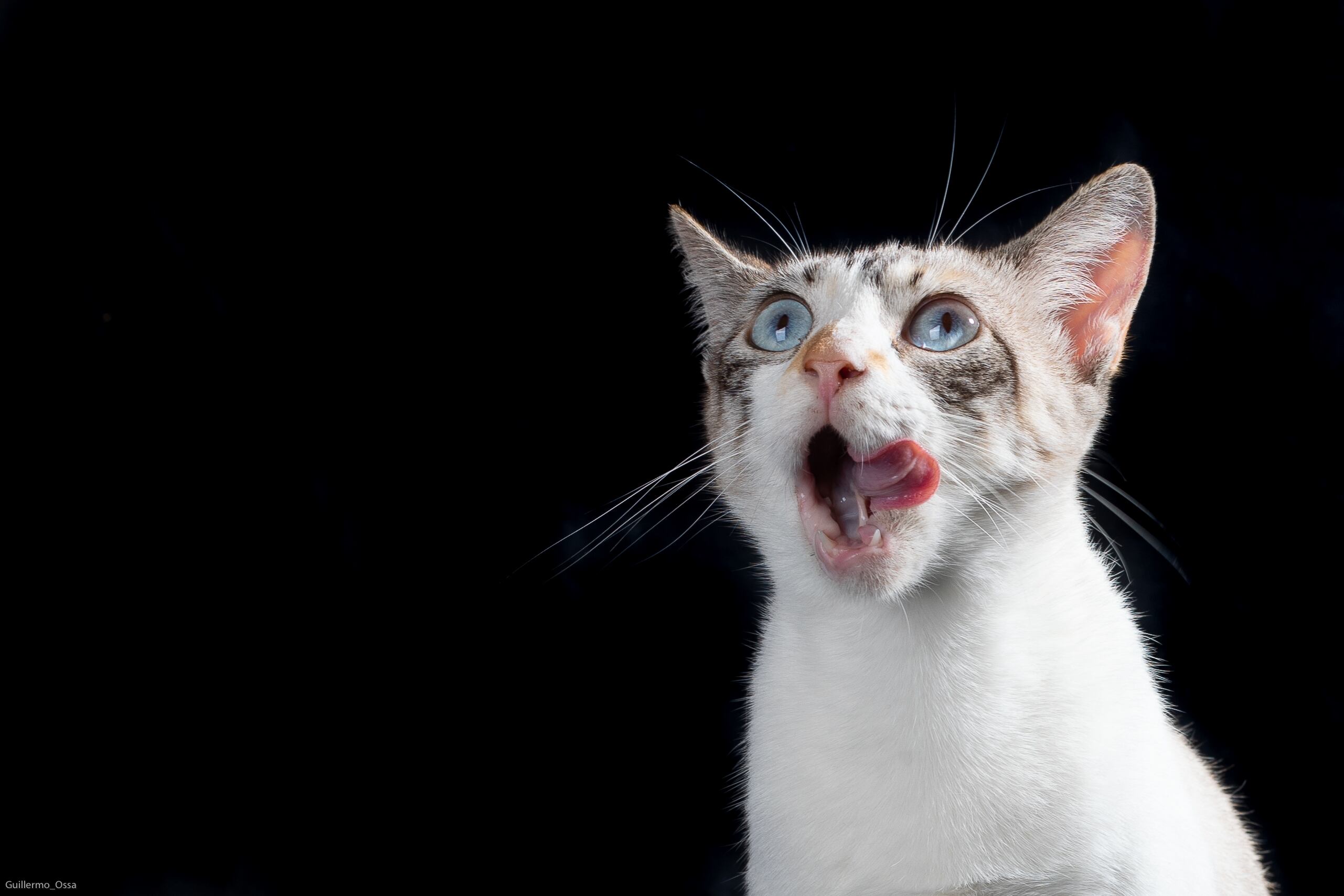 Fueron rescatados13.771 animales, de los cuales 4.302 animales recibieron atención integral con atención clínica.