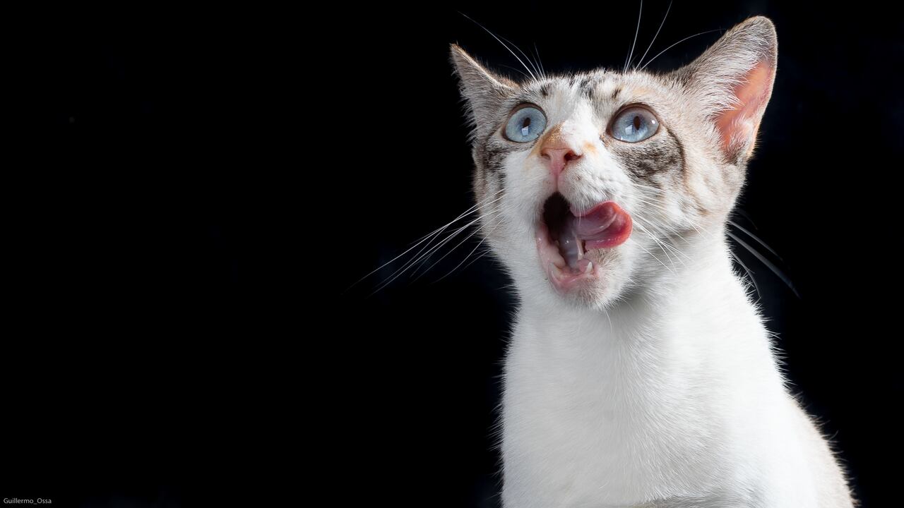 Fueron rescatados13.771 animales, de los cuales 4.302 animales recibieron atención integral con atención clínica.