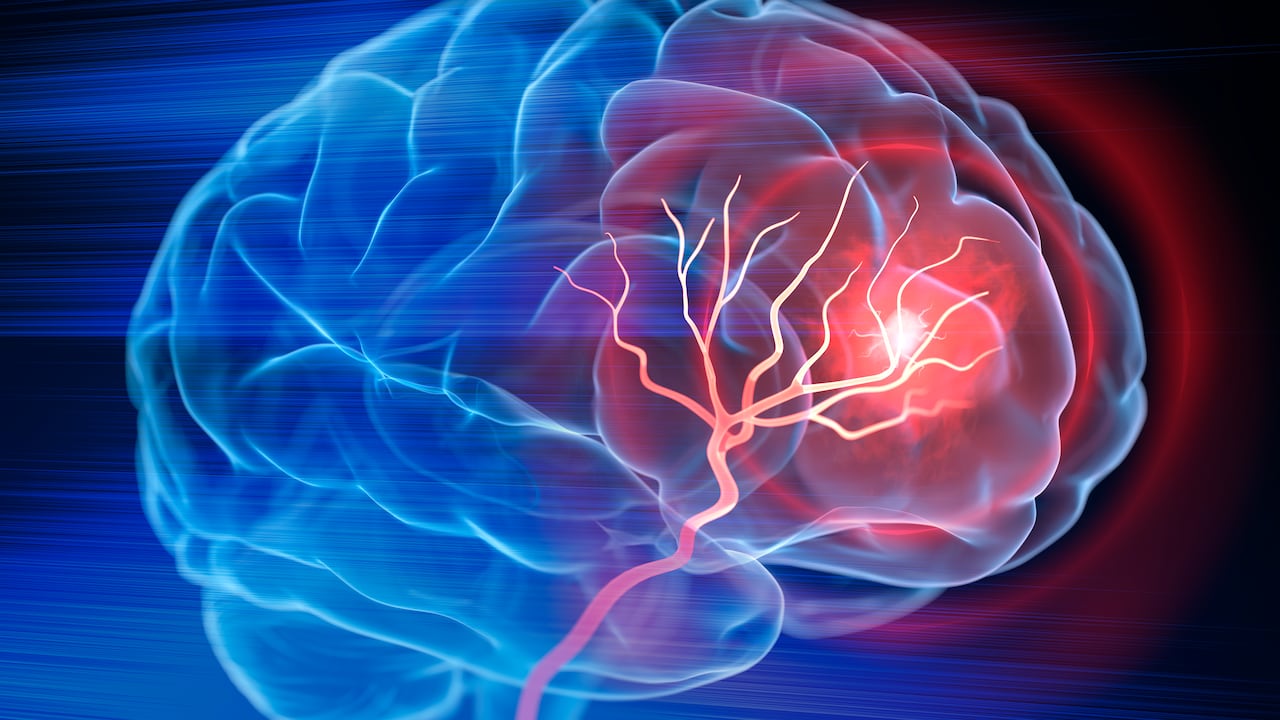 El cerebro es el órgano que controla las funciones del cuerpo.