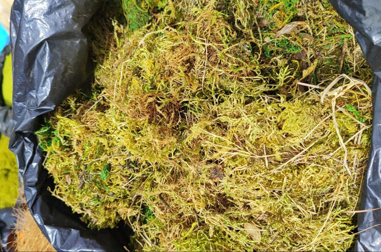 La Secretaría de Ambiente de Bogotá realizará vigilancia para evitar que las especies silvestres sean comercializadas.