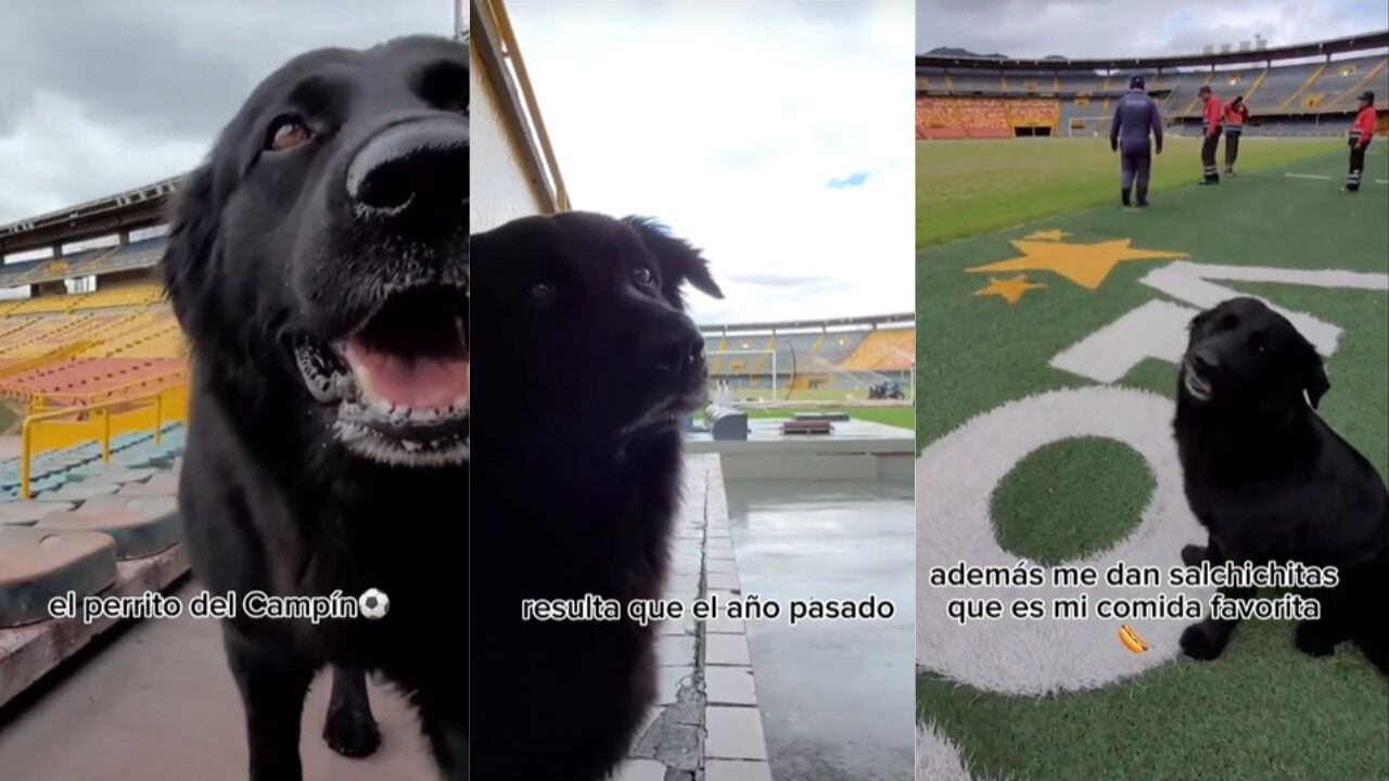Tony Camacho es considerado la mascota oficial del estadio 'El Campín'.
