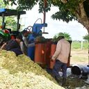 Con apoyo del Ministerio de Agricultura, el Centro permite sembrar, cosechar y elaborar ensilajes de maíz para alimentar al ganado y contrarrestar la época de sequía.