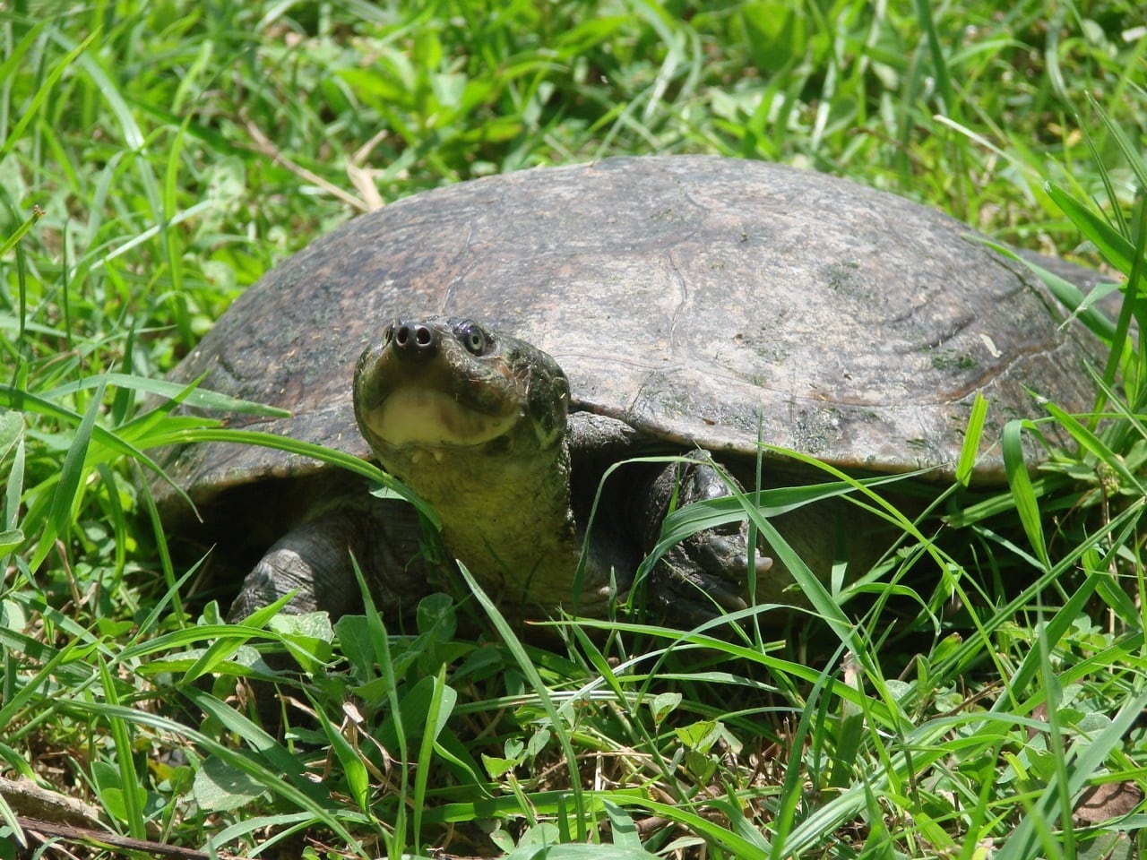Tortugas amenazadas en Colombia