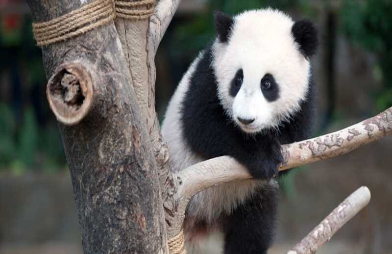  Nuan Nuan, un panda gigante de siete meses juega en el Zoológico Nacional de Kuala Lumpur, en Malasia. 
