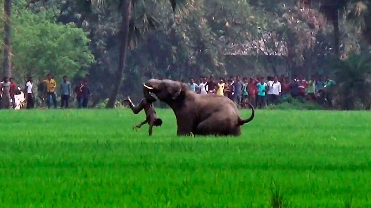 Esta foto de marzo 20 del 2016, muestra un elefante atacando a un hombre en la villa de Baghasole village, en el estado de Bengala Occidental. (Foto: AFP)