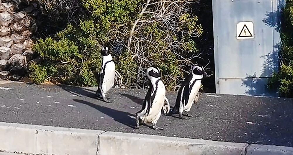 Cuando el mundo respiró_7