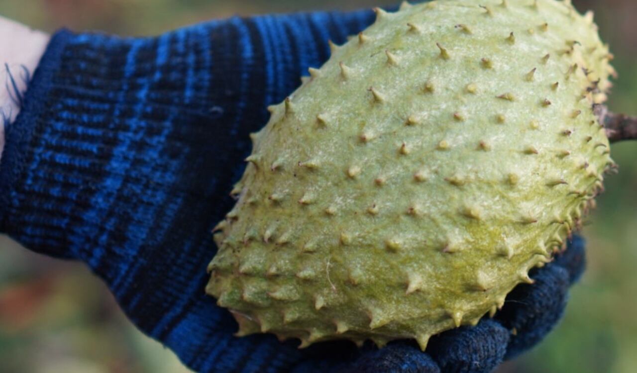 La guanábana aporta grandes beneficios al organismo.