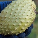 La guanábana aporta grandes beneficios al organismo.