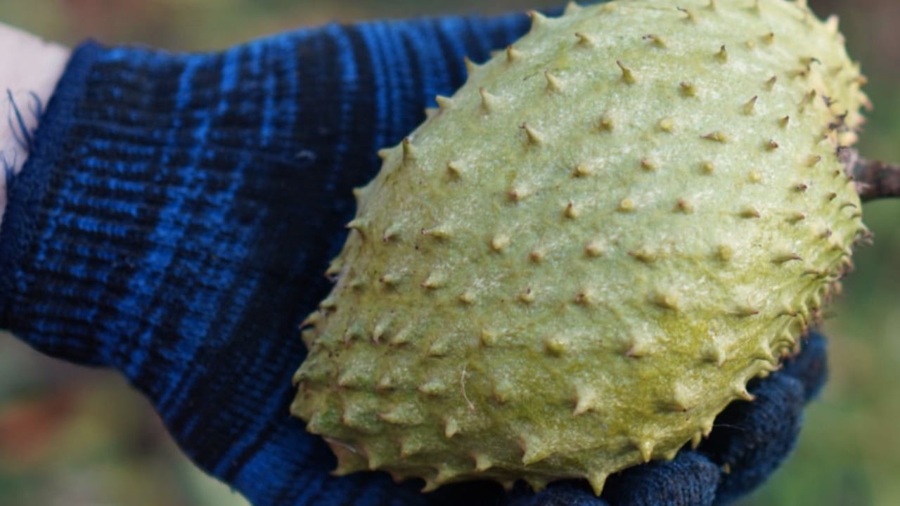 La guanábana aporta grandes beneficios al organismo.