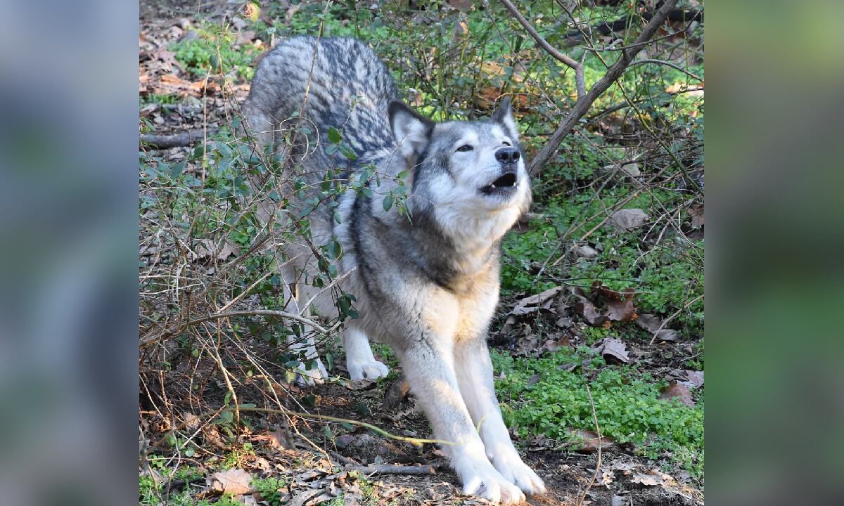 Cazador confundió a perro con chacal y lo mató. Familia exige justicia.