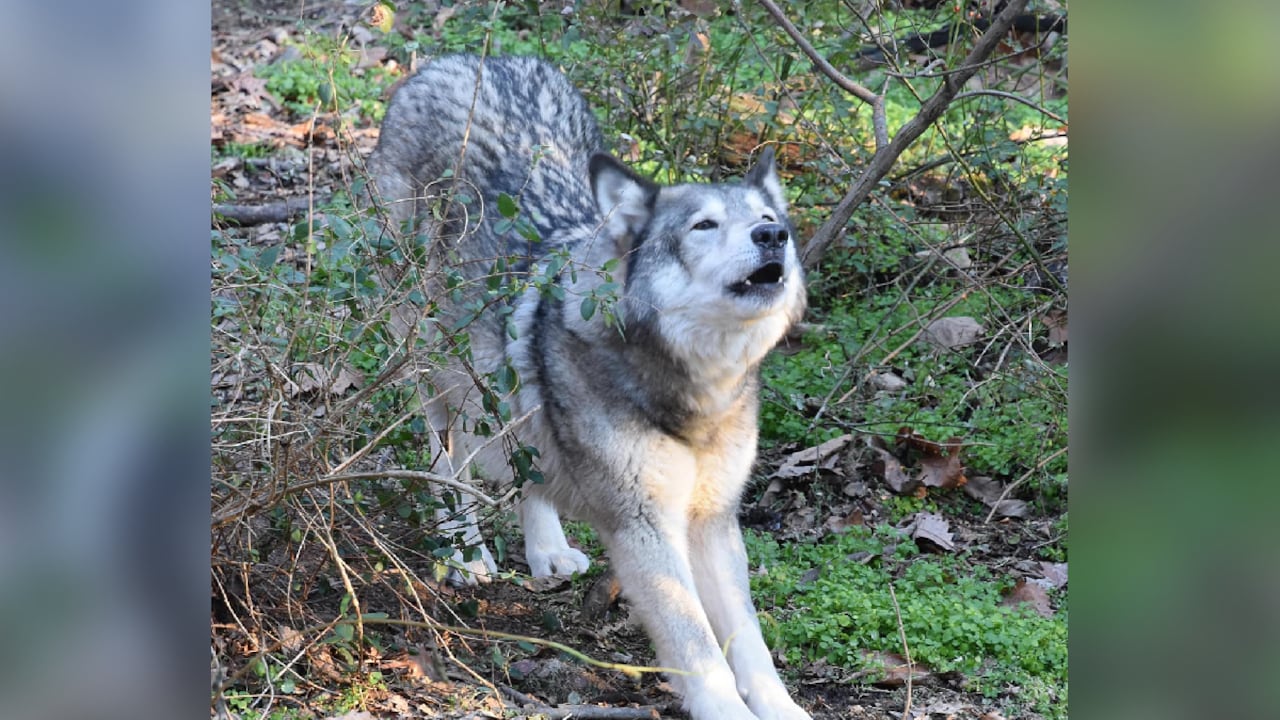 Cazador confundió a perro con chacal y lo mató. Familia exige justicia.