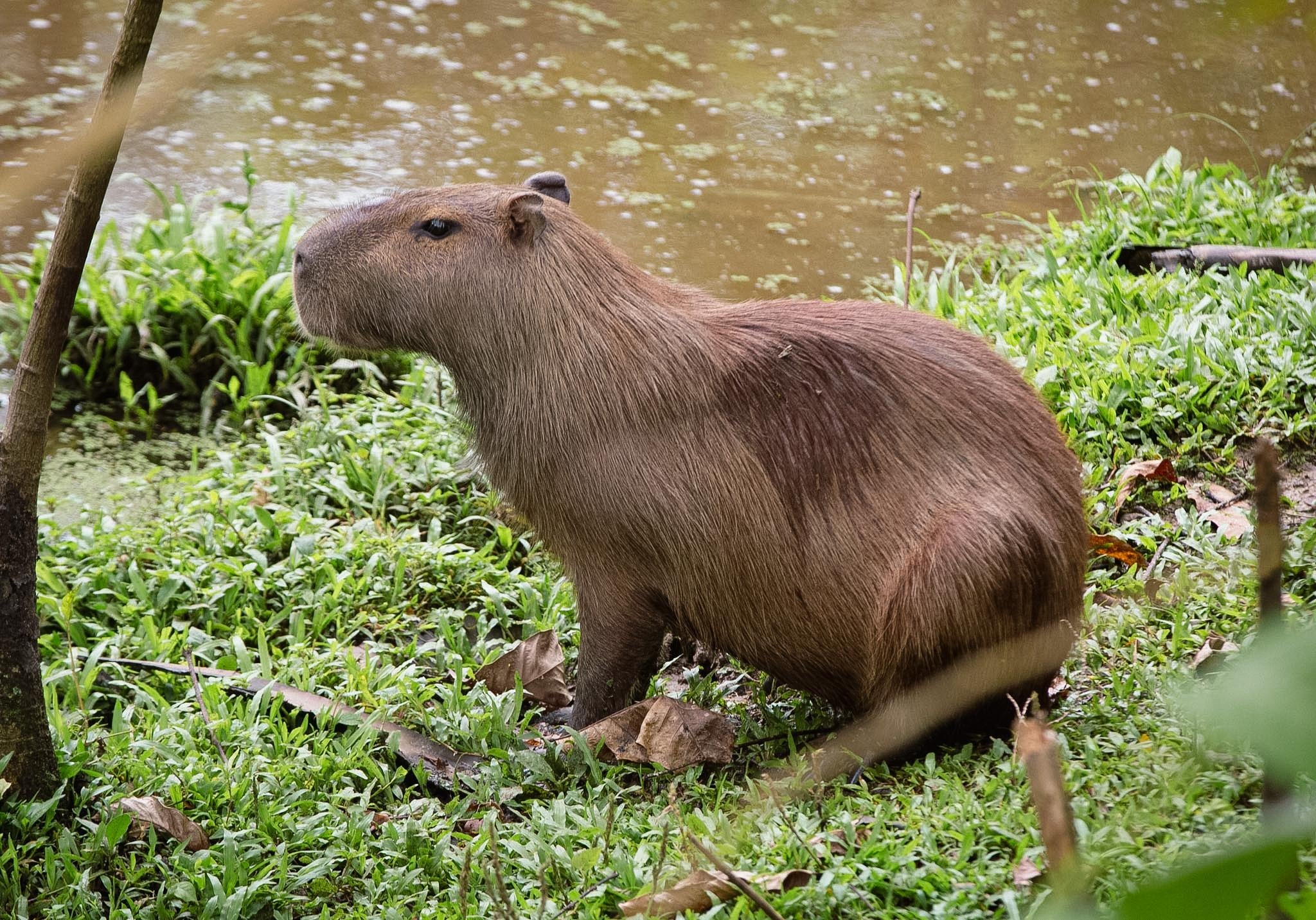 El chigüiro hace parte de los animales que reciben atención mientras se evalúa su posible regreso a sus hábitats naturales.