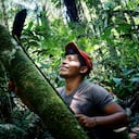 Las chagras son una proceso cíclico que, después de recolectar la siembra, reforesta el territorio.