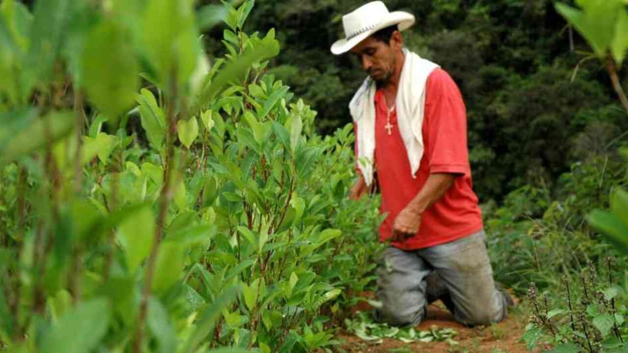 Si bien los cultivos de coca aumentaron, la productividad de esas cosechas se cuadriplicó en la última década.