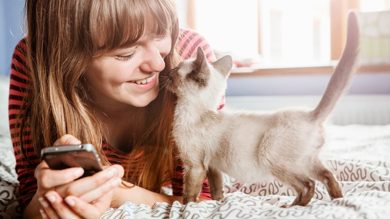La esperanza de vida promedio de un gato doméstico es de aproximadamente 15 años.