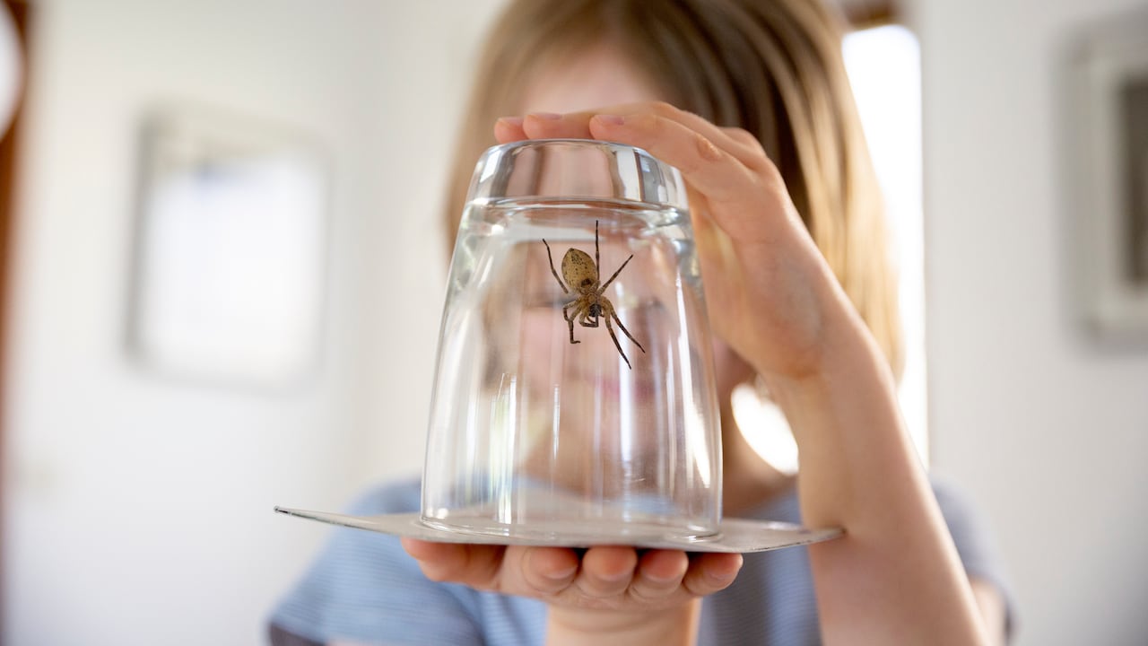 La ciencia revela por qué sacar una araña de casa puede ser un error con consecuencias fatales.