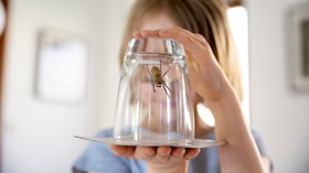 La ciencia revela por qué sacar una araña de casa puede ser un error con consecuencias fatales.