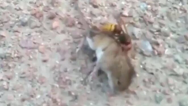 En la escena, se ve como el ratón intenta desprender de su piel en repetidas ocasiones al depredador de rayas naranjas y negras.