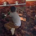 Gato conmovió a muchas personas al no querer abandonar el ataúd de su dueño.
