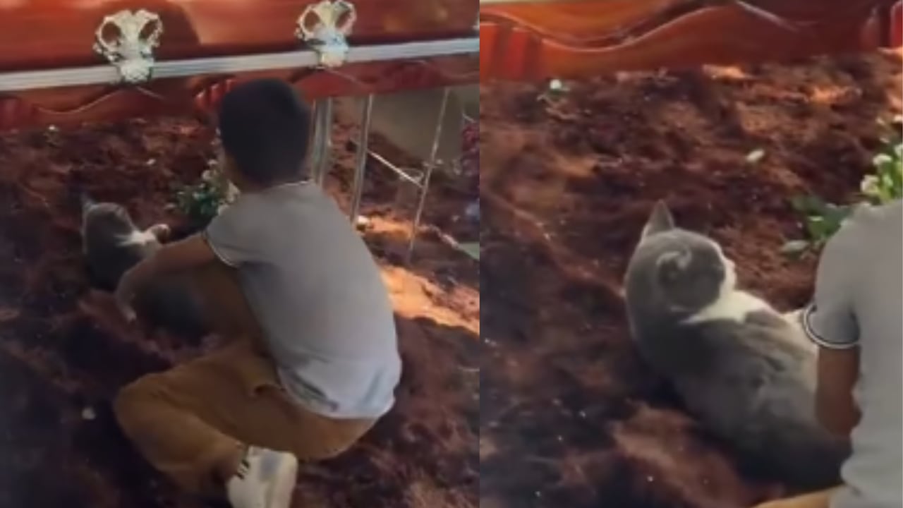 Gato conmovió a muchas personas al no querer abandonar el ataúd de su dueño.