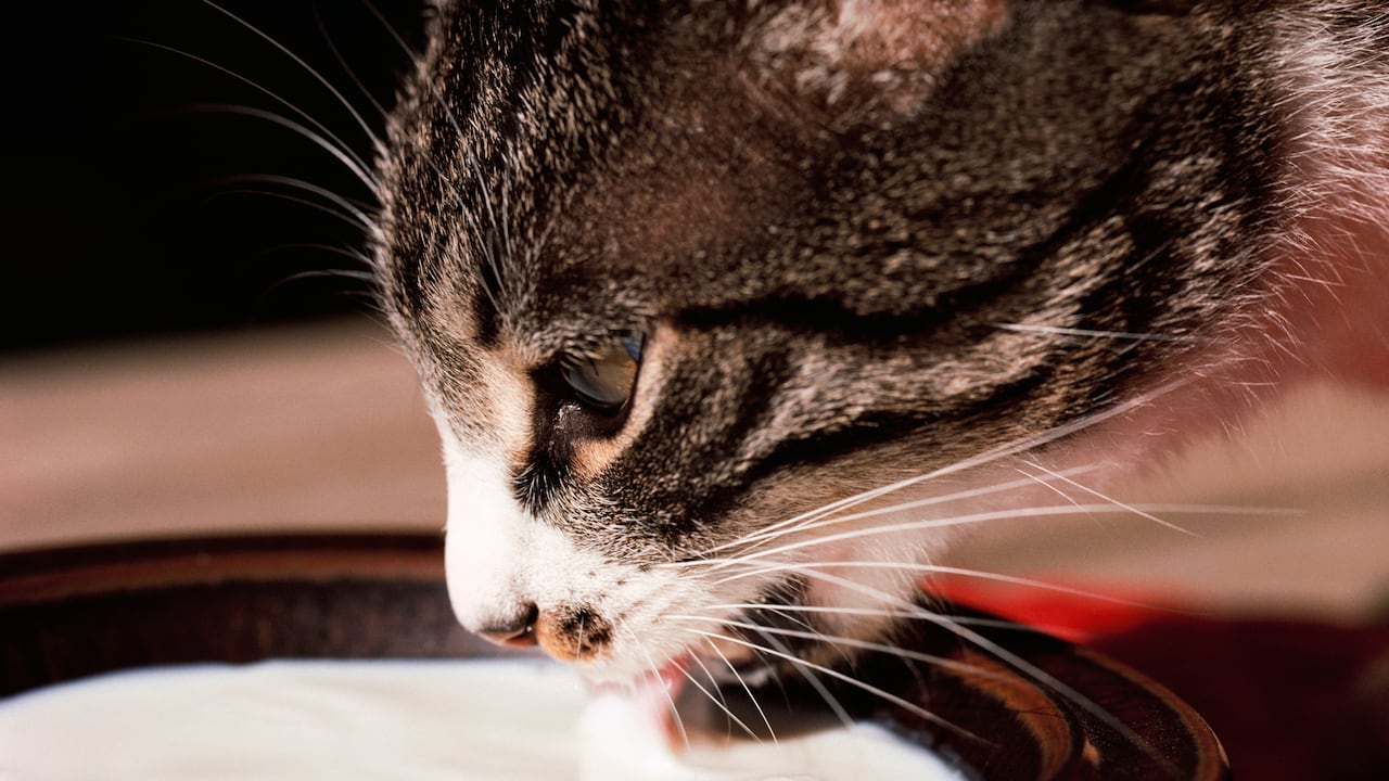 ¿Qué función tienen los bigotes de los gatos?